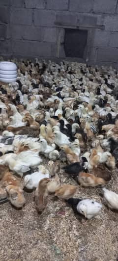 Silver golden and lohman brown chicks for sale