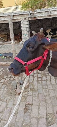 cow for Qurbani | 8 dant jawan gai