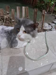 persian male breeder stud cat available for sale