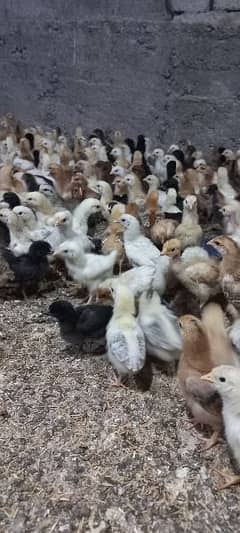 Silver golden and lehmann brown chicks for sale
