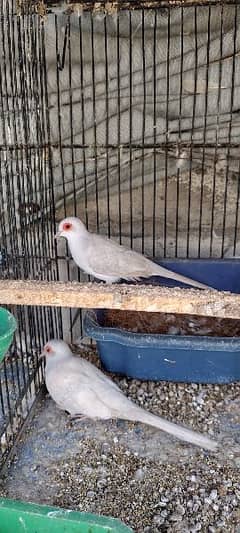 All Doves Varieties Available