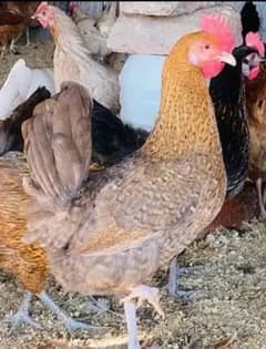 golden misri hens for sale