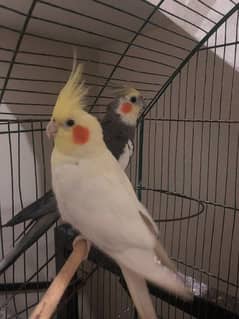 Coktail pair male charcol and female eno yellow