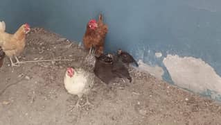 Pure Aseel Chicks (3 Month Age) Pure Golden Misri Hens (1 Year Age )