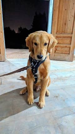 golden retriever puppy family dog