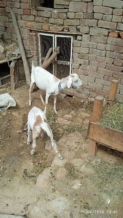 small size goats