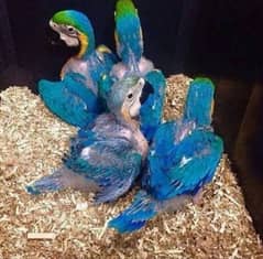 Blue Macaw parrot 03257489749