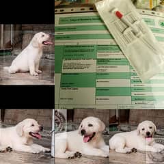 British Labrador Puppies pedigree 03134111831