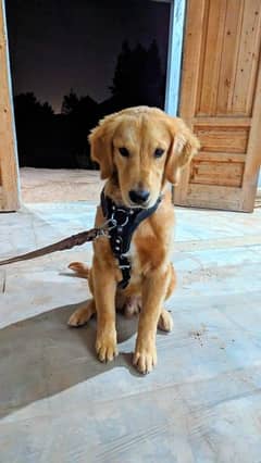 Golden retriever pedigree dog looking for new shelter