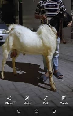 4 dant bakra