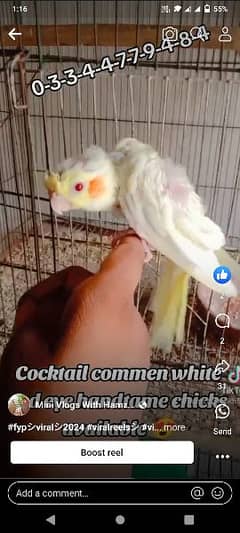 cocktail commen white red eye handtame chicks