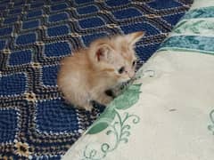 Persian signal coated kitten