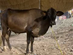 jersey cow for sale | gaye qurbani k liye
