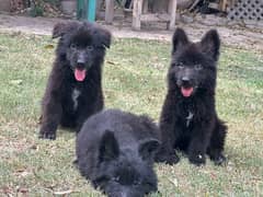 Black shepherd puppies