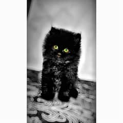 BLACK CAT FOR SALE | PERSION BREED