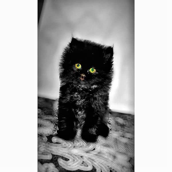 BLACK CAT FOR SALE | PERSION BREED 0