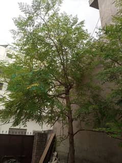 moringa plant