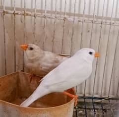Mutation Zebra Finches Male/Females/Pairs All Available