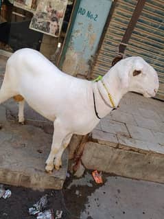 Sheep / Dumba / for sale