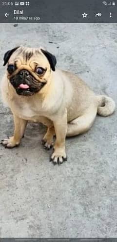 pug dog well trained marvelous in look n acts