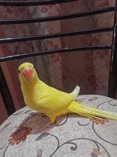 yellow ring neck for urgent sale