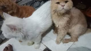 sale my female cat healthy and active