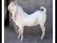 BAKRA For Sale  (Goat For Qurbani)
