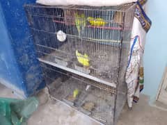 Budgie (Bajri) Parrots for Sale !