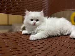 cat | kitten | persian cat | Semi Punch face | triple coat cat