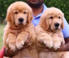 VERY EXTREME QUALITY AMERICAN GOLDEN RETRIVER PUPPY AVAILABLE