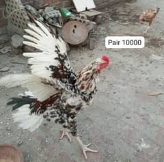 Aseel pair , Aseel chicks, astrolp set, chicks