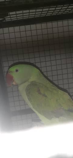 Female breeder raw alexander parrot /urgent sale :03096323468