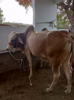 Cow for Eid
