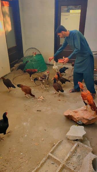 Heera amroha lassni eggs or chicks available 3