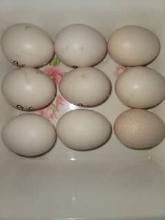 ayam cimani fertile eggs 03332690767 .
