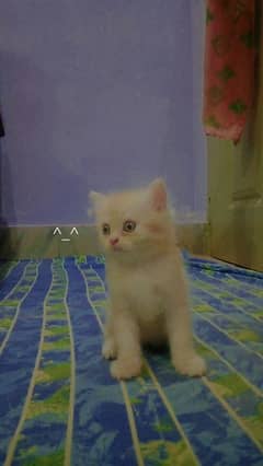 PERSIAN KITTENS AVAILABLE , TRIPLE COATED FUR