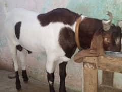 Rajanpuri bakra urgent for sale helthy and active