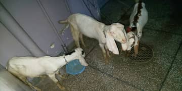 for 2025 qurbani goats for sale Desi, rajanpuri, ablak