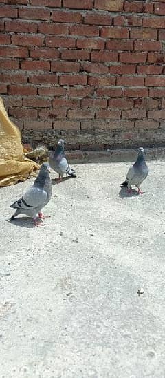 Qasad pigeons bareedr pair for sale.