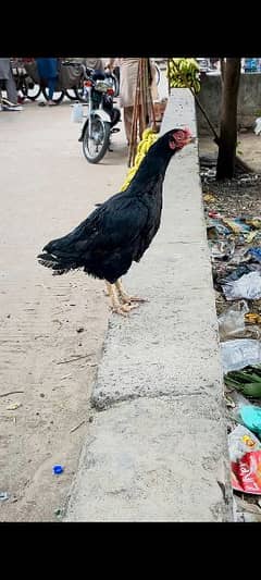 Aseel murgi with 1 chick