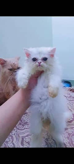 Persian Female Kitten Punch Face cat