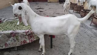 13 bakray for sell beautiful and reasonable price. 03044612412