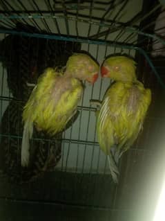 love birds for new home