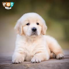 Golden Retriever Puppy 0