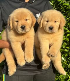 golden retriever puppy for sale