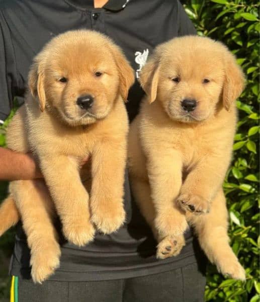 golden retriever puppy for sale 0