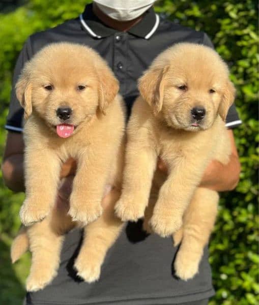 golden retriever puppy for sale 1