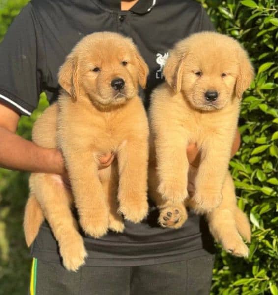 golden retriever puppy for sale 2