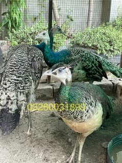 Peacock Chicks  All Breeds | Available for Sale | موروں کے بچے