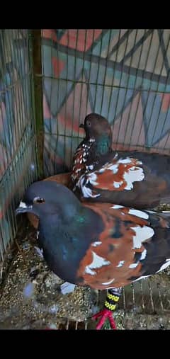 kabra pair for sale